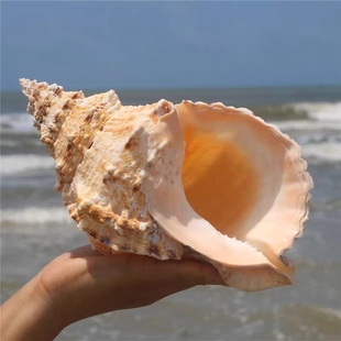 天然超大海螺贝壳摆件工艺品鱼缸造景水族箱装饰拍摄道具海的声音
