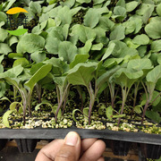 黑长茄苗四季嫁接紫茄子阳台菜苗盆栽，种植特色蔬菜种子籽孑秧幼苗