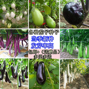 四季蔬菜种子茄子种籽农家小西红柿种籽种苗盆栽茄子黄瓜菠菜