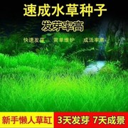 水草种子迷你对叶草鱼缸，前景草速成草坪，种子水族箱造景