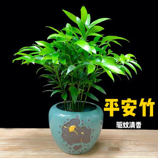 竹柏盆栽树苗室内植物平安竹桌面植物驱蚊虫花草四季青