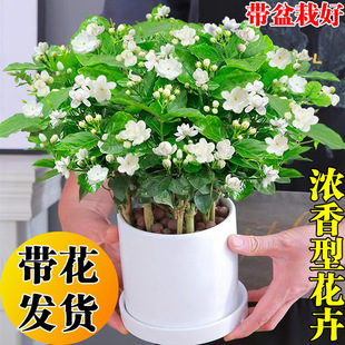 茉莉花盆栽带花浓香型，室内客厅阳台四季开花好养花卉驱蚊植物