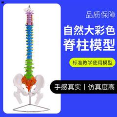 人体脊柱模型成人正骨练习带颈椎腰椎椎间盘彩色脊椎骨骼模型1 1d