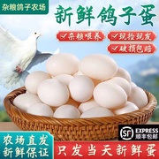 沂蒙山新鲜鸽子蛋20枚410克独享装孕妇宝宝辅食纯杂粮喂养包