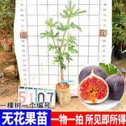 无花果树苗广西树苗 当年结果盆栽地栽南方种北方种四季种植果苗