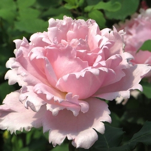 法国玫瑰索菲罗莎大花浓香月季，花苗四季开花阳台，庭院耐寒抗病