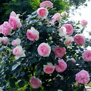 中大苗月季蔷薇玫瑰藤本欧月爬藤花苗植物多季节开花庭院阳台绿植