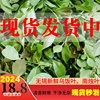 2024新鲜采摘宜兴特产野生乌饭叶子南烛叶黑饭草头500g做乌米粽子