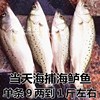 东海海捕海鲈鱼新鲜海鱼大鲈鱼海鲜水产品单条9两到1斤少刺