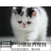 黑白梵文加菲猫宠物猫，幼猫异国短毛猫活体，加菲猫幼猫宠物猫咪x