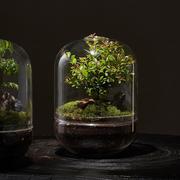 生命之树创意微景观桌面苔藓成品礼物盆景好养绿植生态瓶盆栽