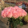 戴安娜玫瑰花鲜花花束昆明，直批家用水养，真花插花粉色玫瑰鲜花直发