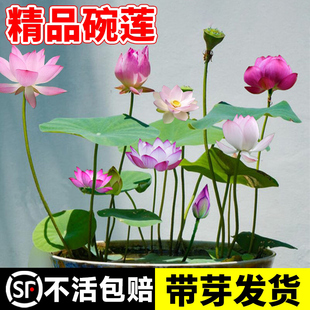 碗莲种藕水培绿植物室内四季开花卉睡莲花，小型种籽子荷花根苗盆栽