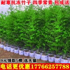 竹子苗庭院四季青植物，北方耐寒紫竹苗早园竹，罗汉大型毛竹户外盆栽