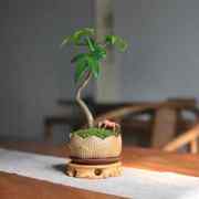造型发财树小盆栽办公室内耐阴常青绿植桌面招财摆件好养盆景植物