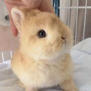 兔子活物小型侏儒兔宠物血统兔长不大迷你种荷兰兔垂耳兔茶杯兔