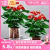 水培红掌白掌盆栽一帆风顺花卉植物，室内好养绿植，鸿运当头四季开花