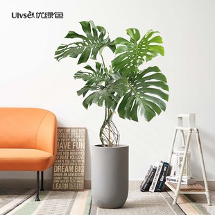 老桩龟背竹室内大型盆栽造型，植物办公室客厅净化空气，北欧风绿植物