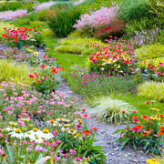 庭院多年生野花组合种子观花种籽四季播种易活花卉耐旱混合草花籽