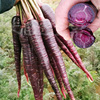 艳紫胡萝卜种子紫黑胡萝卜种籽水果萝卜春秋冬季阳台盆栽蔬菜种孑