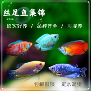 红蓝丽丽七彩鱼黄蓝曼龙吃蛋白虫珍珠马甲活体小型热带观赏鱼