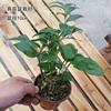 玉竹贵州中草药常绿植物盆栽喜阴可室内种植观赏