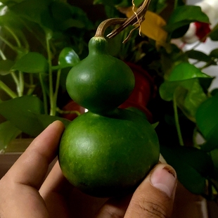 八宝手捻葫芦种子孑墨绿翠绿文玩小盆栽阳台，翠玉小葫芦葫芦籽大全