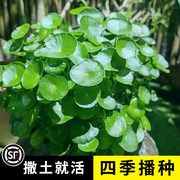 水养铜钱草籽种子四季播种水培招财植物花卉庭院阳台盆栽花种籽子