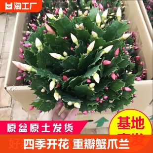 蟹爪兰花苗盆栽带花苞四季开花重瓣好养耐寒室内花卉客厅直发易活