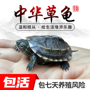 中华草龟小乌龟活体巴西幼苗外塘水龟长寿金线龟墨龟花珍珠宠物龟