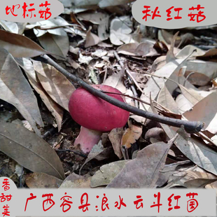 广西容县浪水云斗天然野生红菇孕妇月子红蘑菇红椎菌50克干货香菇
