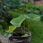 醉湘云碗莲乌托邦-中小型可微红色盆栽，水生花卉观赏荷花种藕