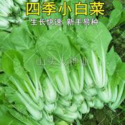 白帮小白菜种子四季播青菜种籽快菜籽农家庭院阳台盆栽蔬菜种孑籽