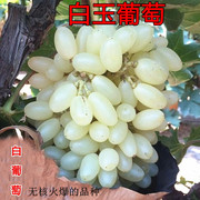 种白玉葡萄树苗马奶提子无核葡萄，南方北方种植葡萄苗当年结果