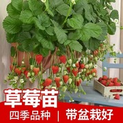 四季草莓苗盆栽种籽子阳台种植带盆带土奶油红颜当年结果，新苗苗(新苗苗)秧