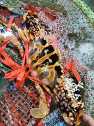 深海螃蟹湛江特产鲜活海鲜，纯野南海红花兰花蟹梭子蟹青膏蟹