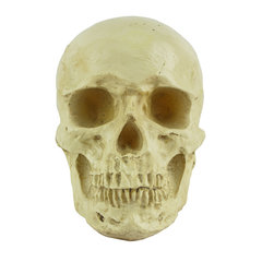 仿真人头骨模型万圣节树脂骷髅头医学头颅美术绘画临摹儿童头骨