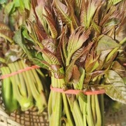 24年新鲜香椿芽香椿嫩芽秦岭野菜香椿芽蔬菜香春叶头菜500g香椿芽