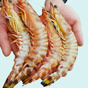 九节虾冰冻斑节虾活冻花虾，特大新鲜竹节，虾基围虾海鲜水产虾类海虾