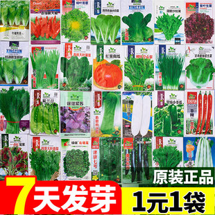 四季菜种籽蔬菜籽种大全种孑各种阳台盆栽香菜青菜菠菜种子高产