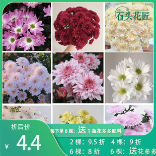 石头花匠 香草沙拉大花切花菊小雏菊 45个种菊花苗多年生宿根