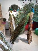 白孔雀标本孔雀羽毛客厅孔雀工艺品孔雀摆件动物标本孔雀扇饰品