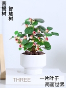 菩提树盆栽小盼菩提造型盆景，植物带果绿植室内办公室，桌面中式摆件