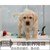 出售宠物狗狗纯种拉布拉多犬幼犬，活体导盲犬家养中型犬狗狗聪明q