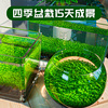 鱼缸水草种子生态玻璃瓶植物种籽孑水培阴性真草盆栽装饰造景套餐
