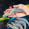 新鲜大虾鲜活超大基围虾，海虾特大青虾对虾海鲜，水产冷冻鲜虾类