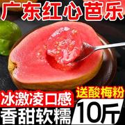 广东本地红心芭乐番石榴5新鲜水果巴乐大果软糯孕妇鲜果特产