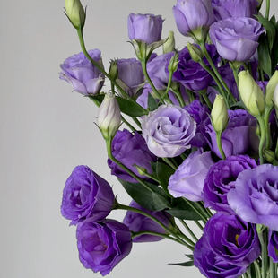 紫色洋桔梗鲜花云南基地直发家用瓶插生日礼物花束混搭鲜切花
