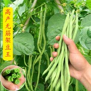 无筋架豆王种子(王种子)泰国无筋豆种籽豆角长，芸豆蔬菜四季豆青豆高产
