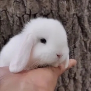 宠物兔子活物纯种白色垂耳兔包活